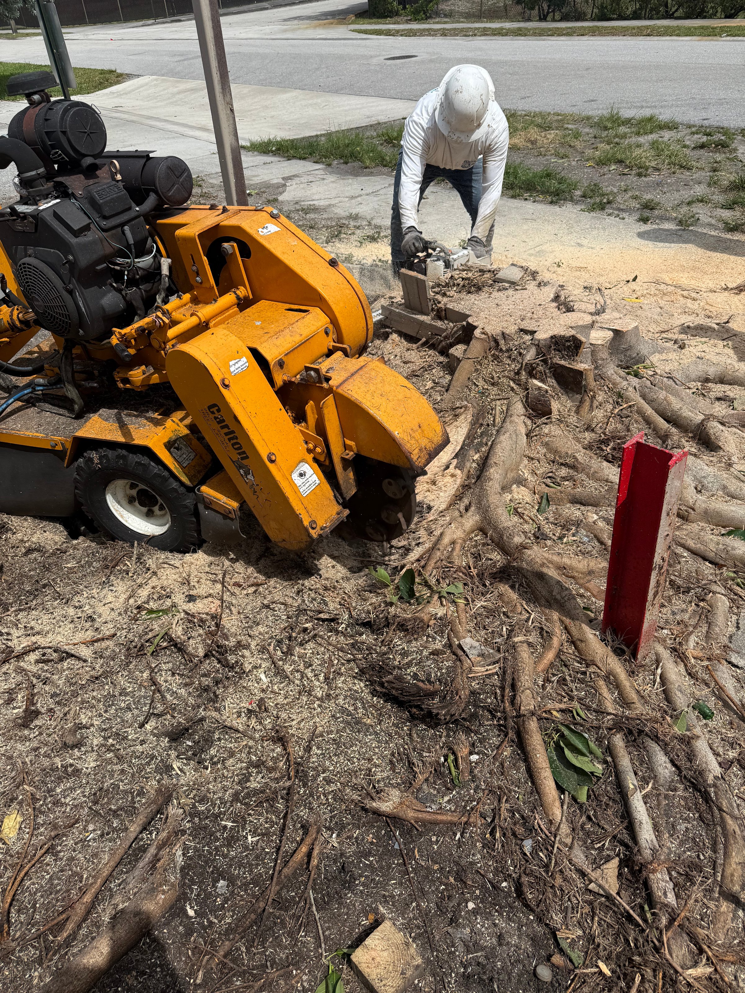 Professional tree care service