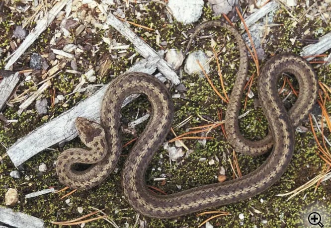 Stålorm - minste norske slange