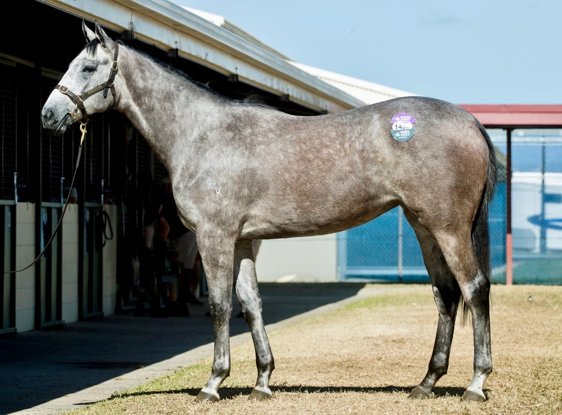 Thunder's Edge - 2024 Yearling