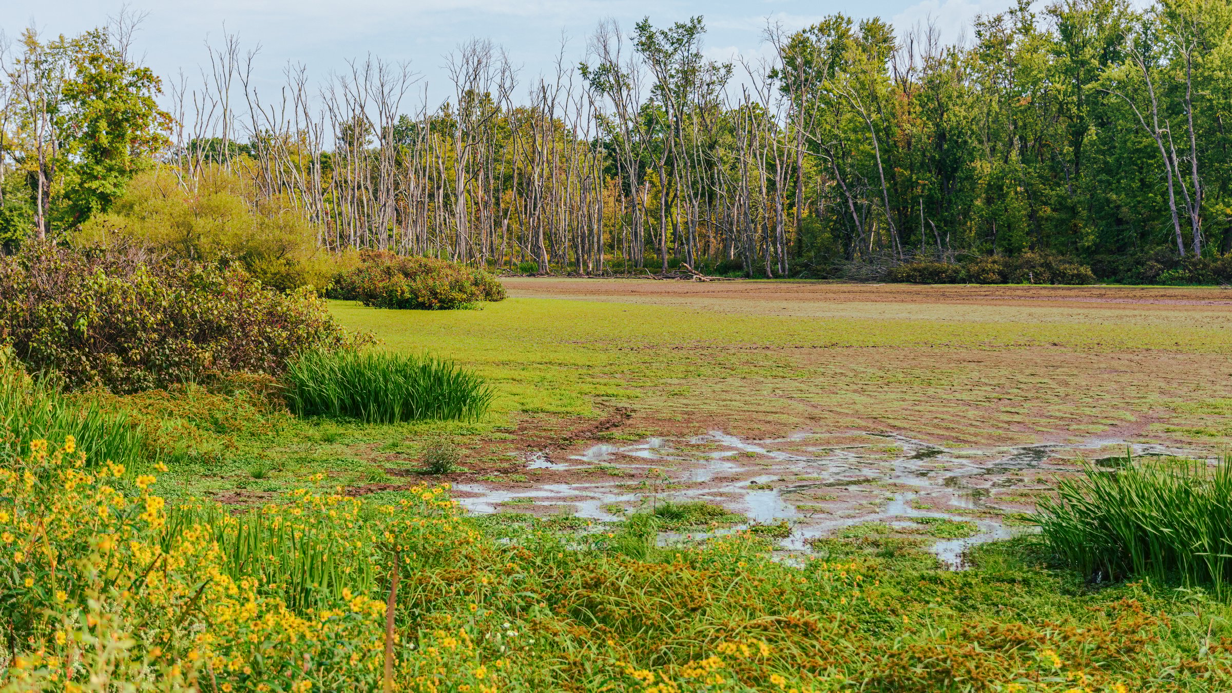 The marsh in raritan township n.j hunterdon county