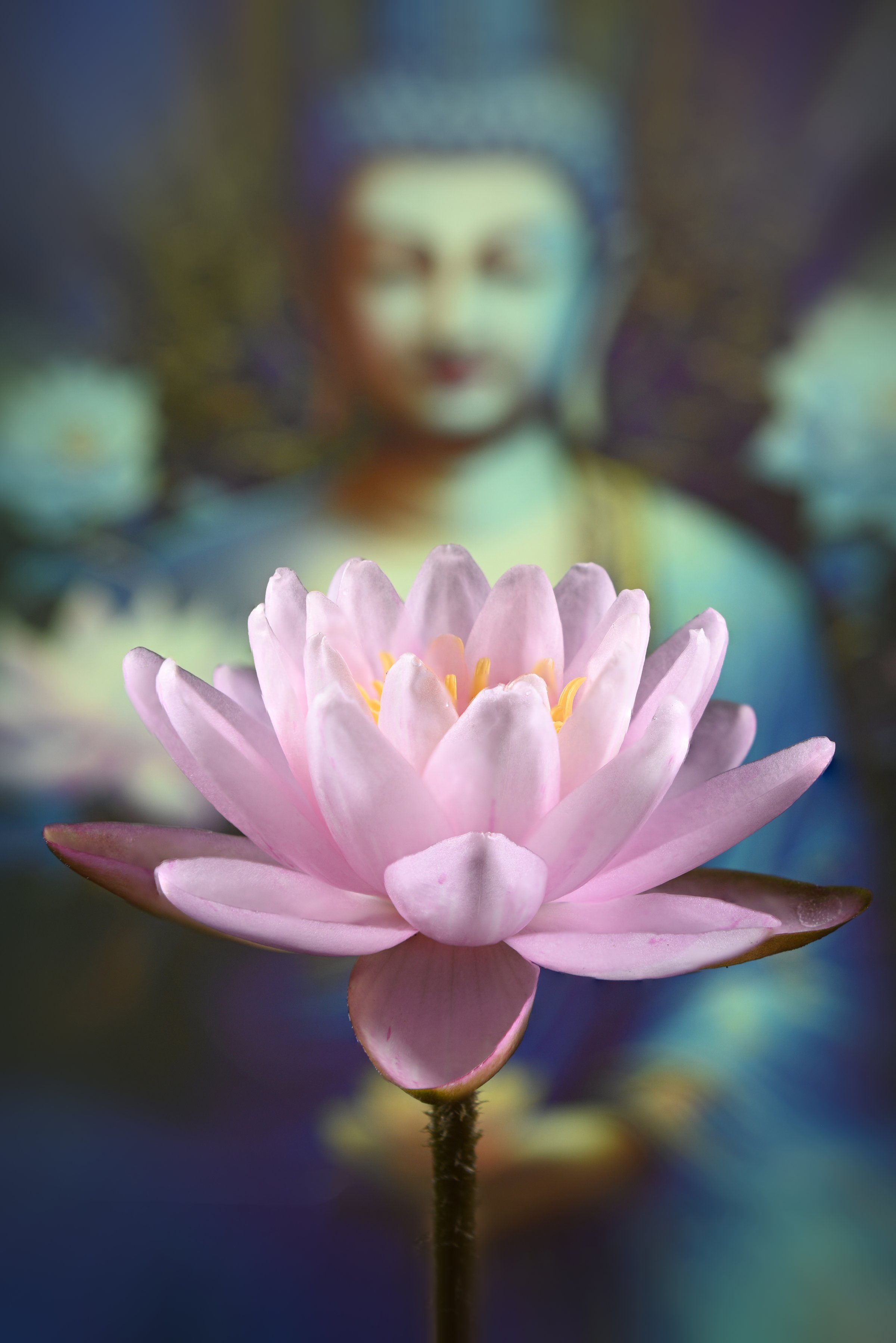 Beautiful pink water lily blooming on Buddha statue background