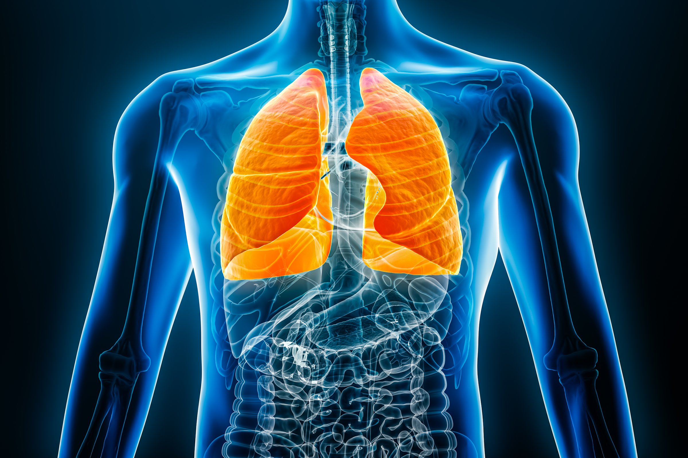 X-ray anterior or front view of human lungs 3D rendering illustration with male body contours. Anatomy, organ of respiratory system, medical, biology, science, healthcare concepts.