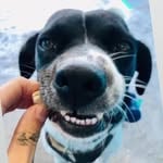 Peter Searle - Emotional Support Dog