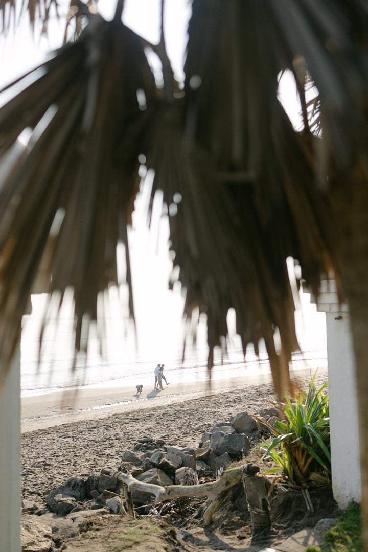A couple walks on a sandy beach with a dog, viewed through palm leaves. The ocean is visible in the background.
