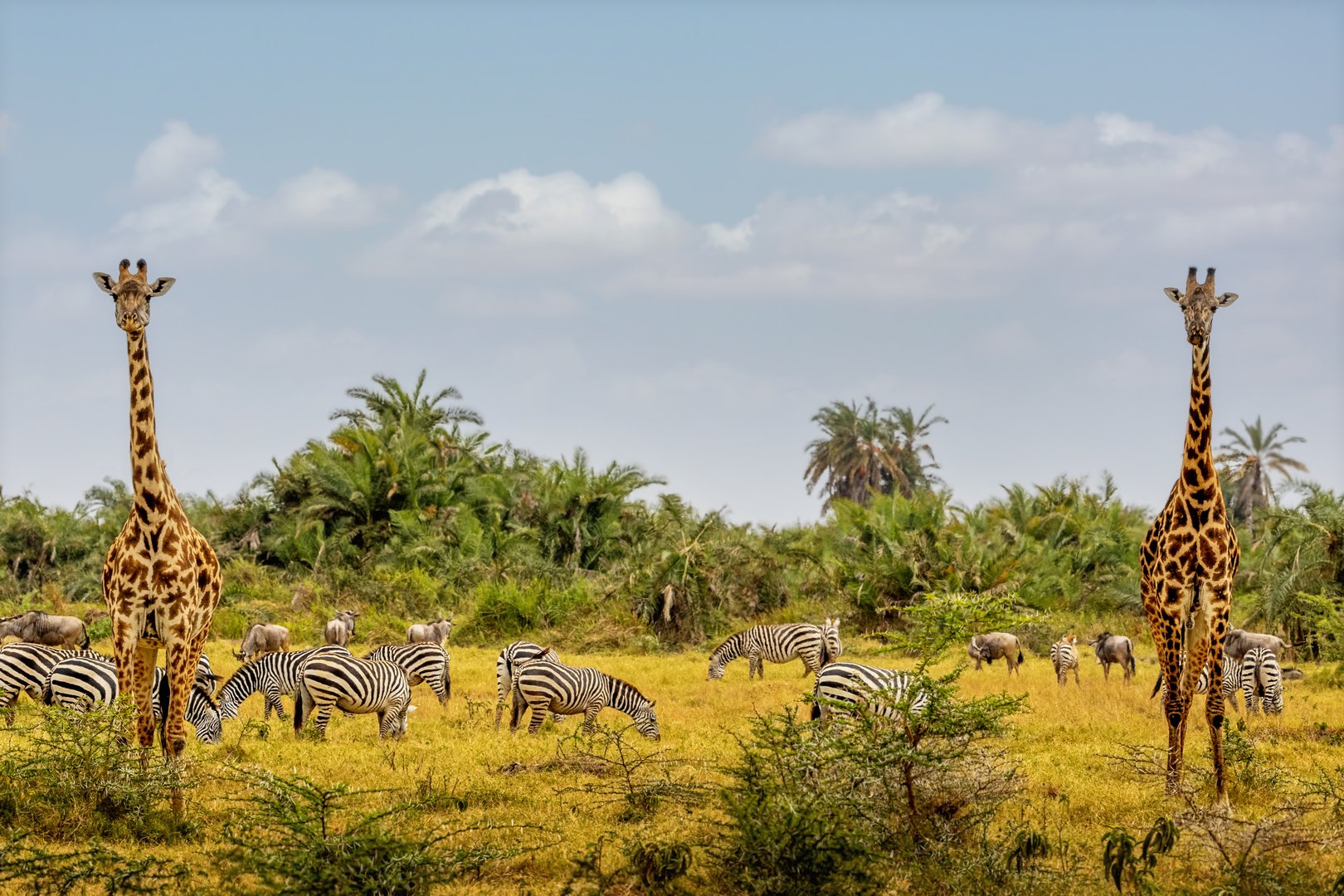 Giraffe in focus in foreground with zebra and wildebeest in natural heat haze blurry background with tropical trees in Kenya