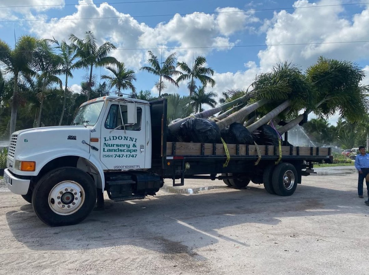 Truck transporting several large palm trees, with a LIDONNI Nursery &amp; Landscape logo on the side, parked under a cloudy sky.