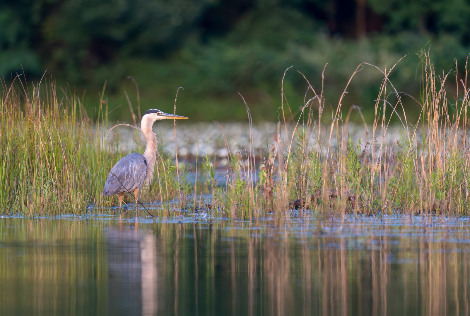 A Great Blue Heron wades among the reeds in search of fish at Artist Lake, Middle Island, Suffolk County, Long Island, NY.