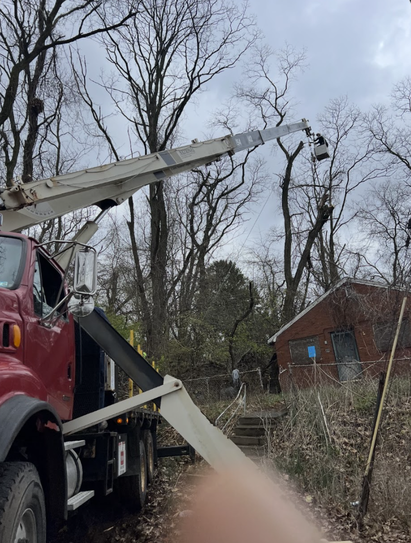 Tree Removal Project