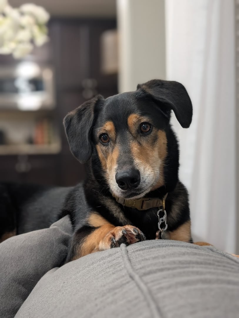 Scooter - Director of Corporate Security and Executive Protection