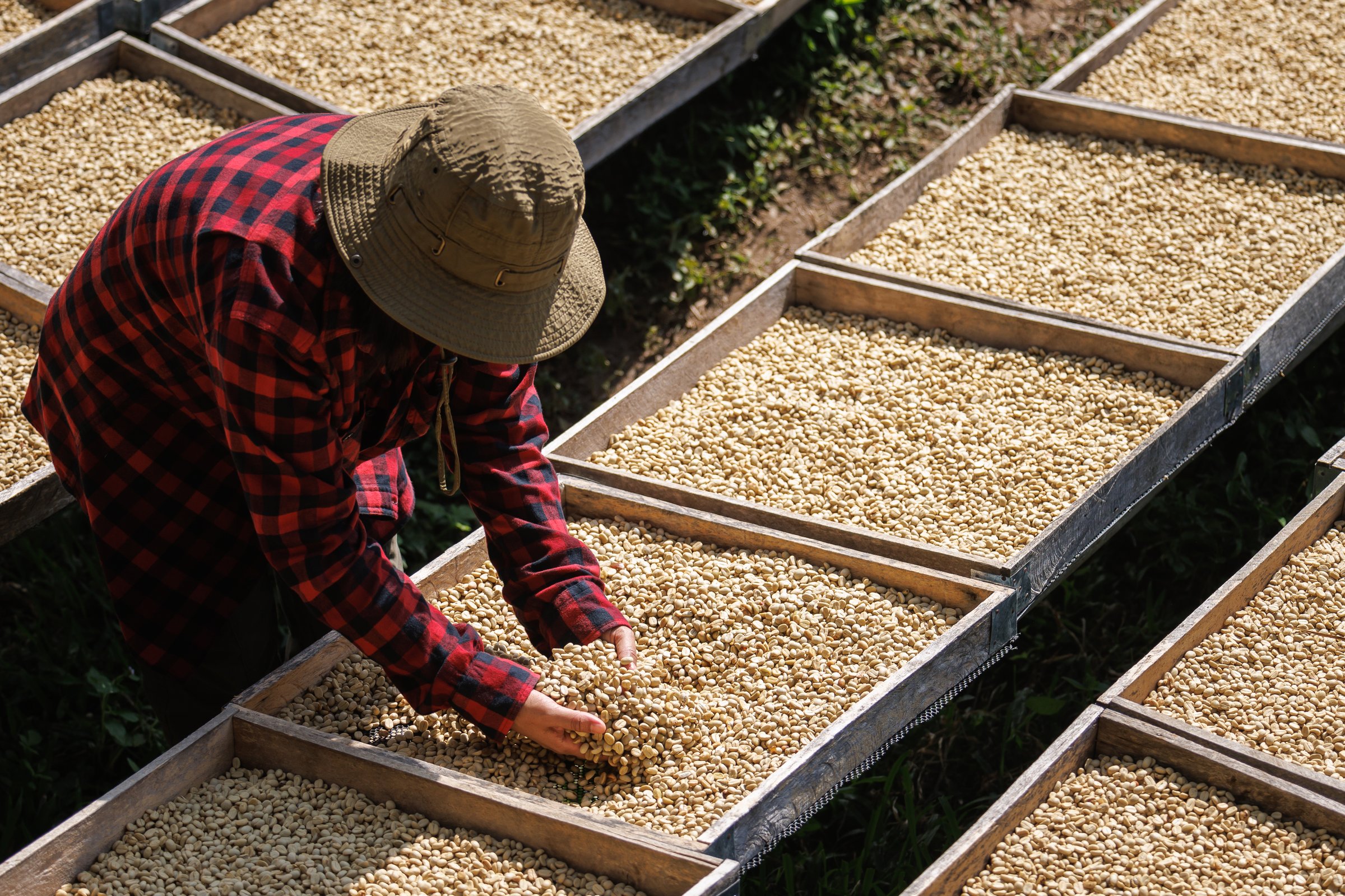 Farmer hand checking coffee quality natural sun dry of process,