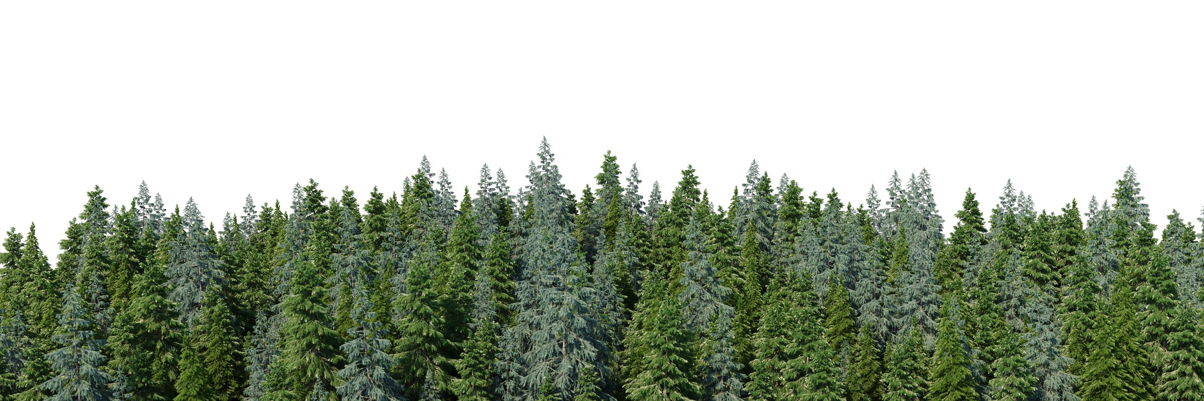 Detailed, high-quality, realistic 3d illustration of a dense pine forest with a white background. Wide seamless nature panorama, forest background