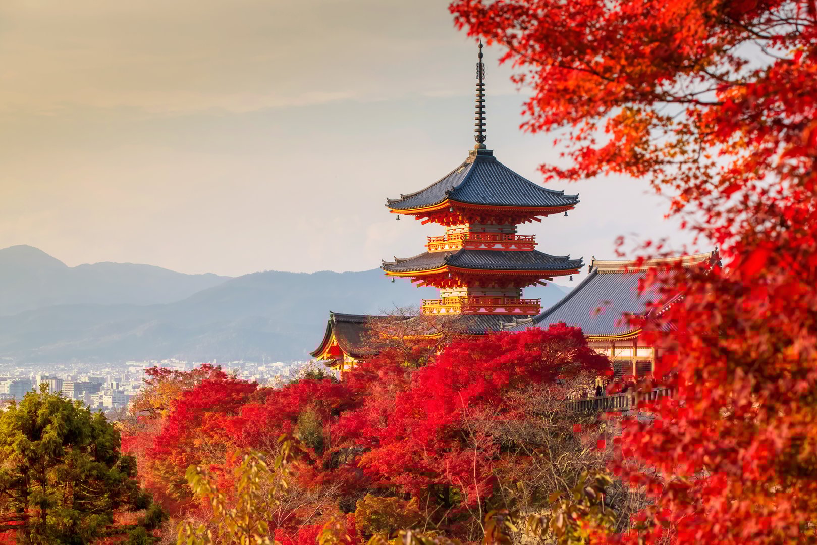 Beautiful sunset view of Kiyomizu dera temple with red maple autumn leaves, Kyoto, Japan. The temple vibrant red and orange pagoda stands out against a clear sky with colorful fall foliage .