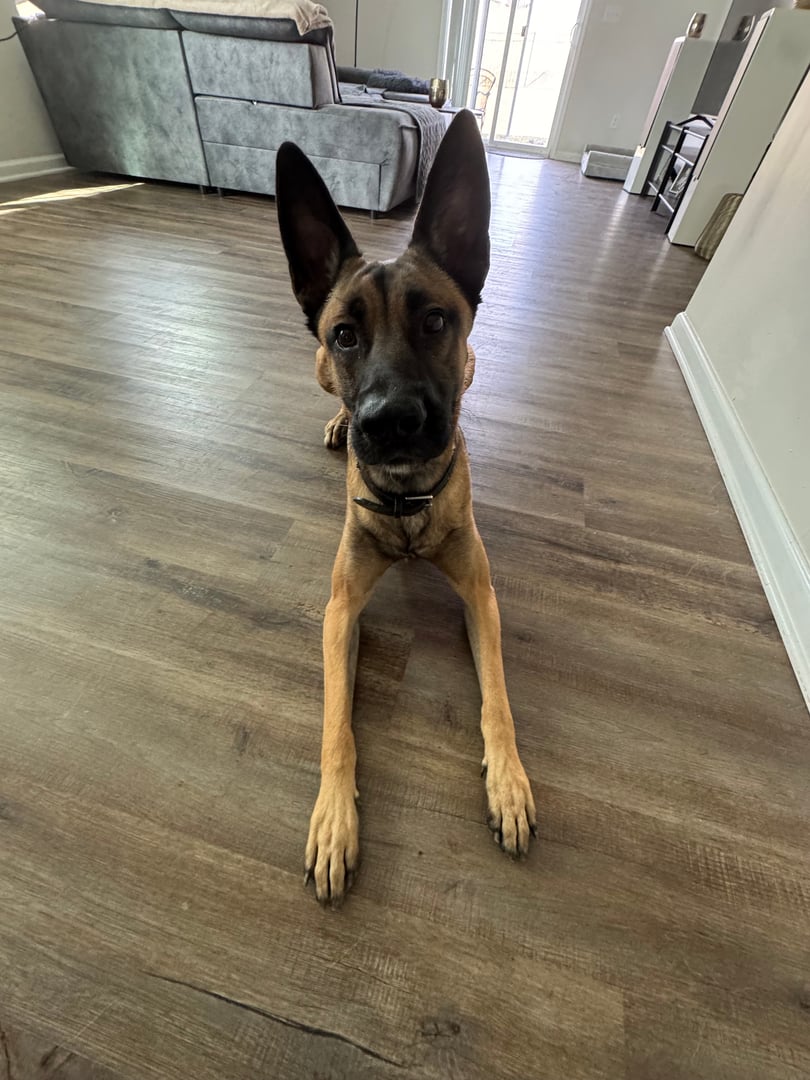 Pet care at Bryson's Pet Services