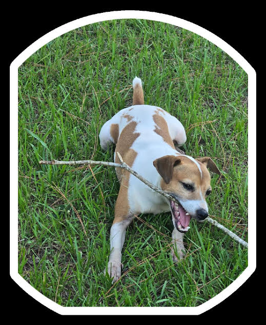 Father dog - Jack Russell Terrier breeding dog at Tomlin Farms