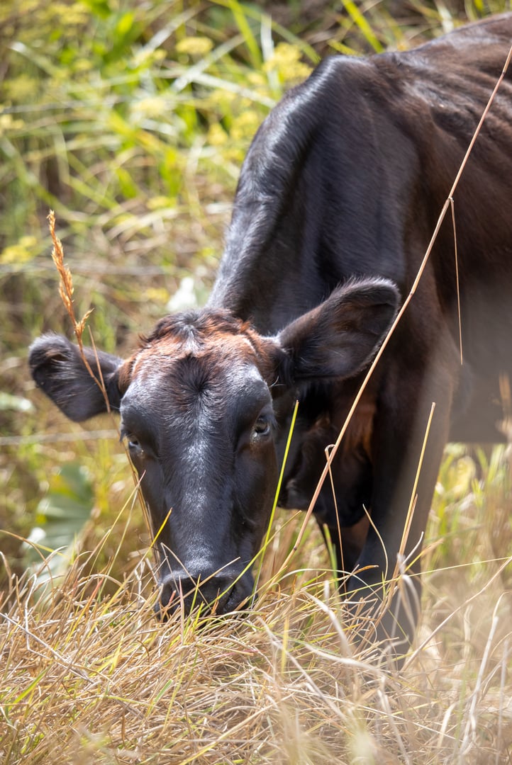 Girolando is a breed of cattle resulting from bi-mestic crossing