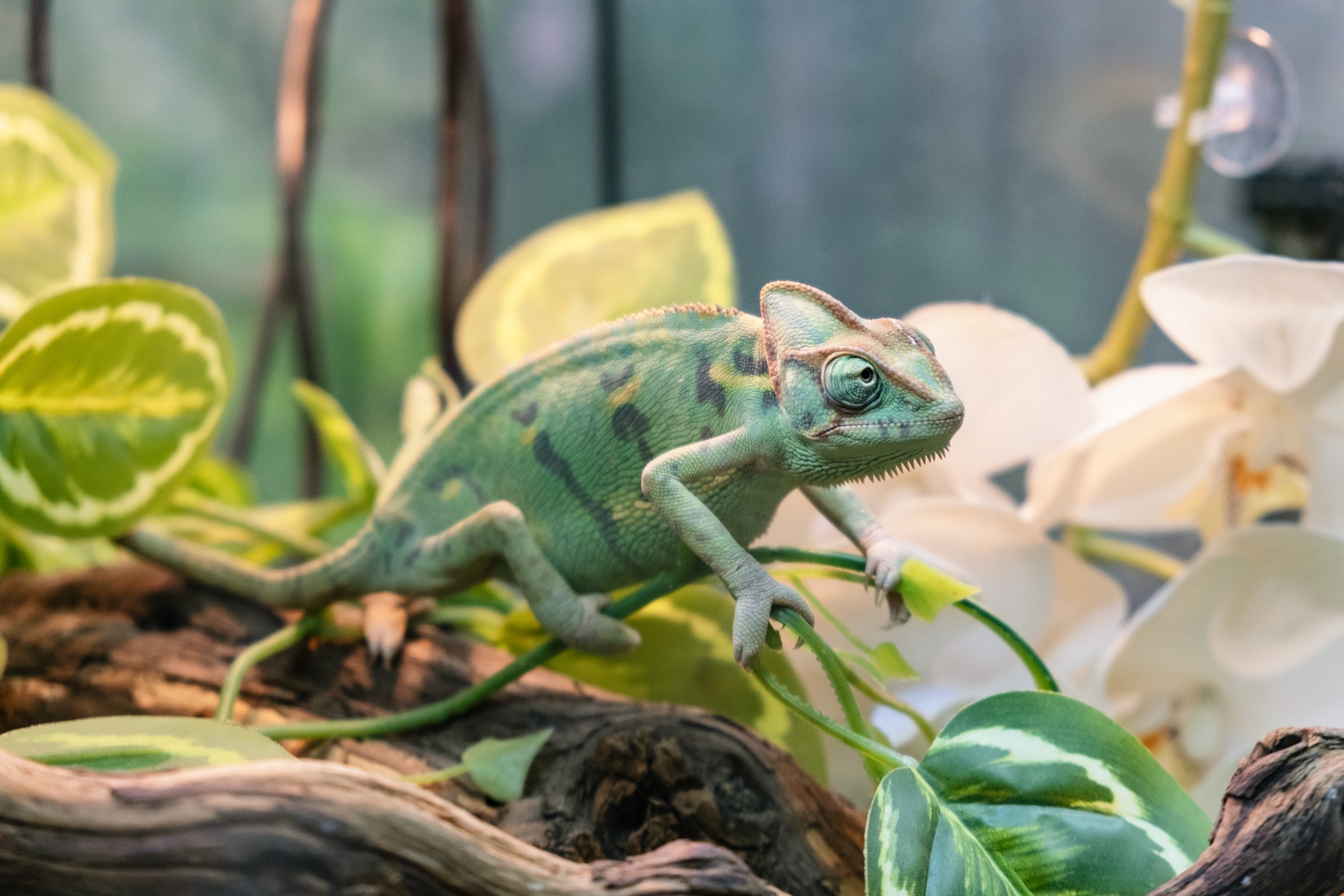 Portrait of a green chameleon on a branch of a tropical plant. Unusual pets. Keeping lizards in a terrarium.