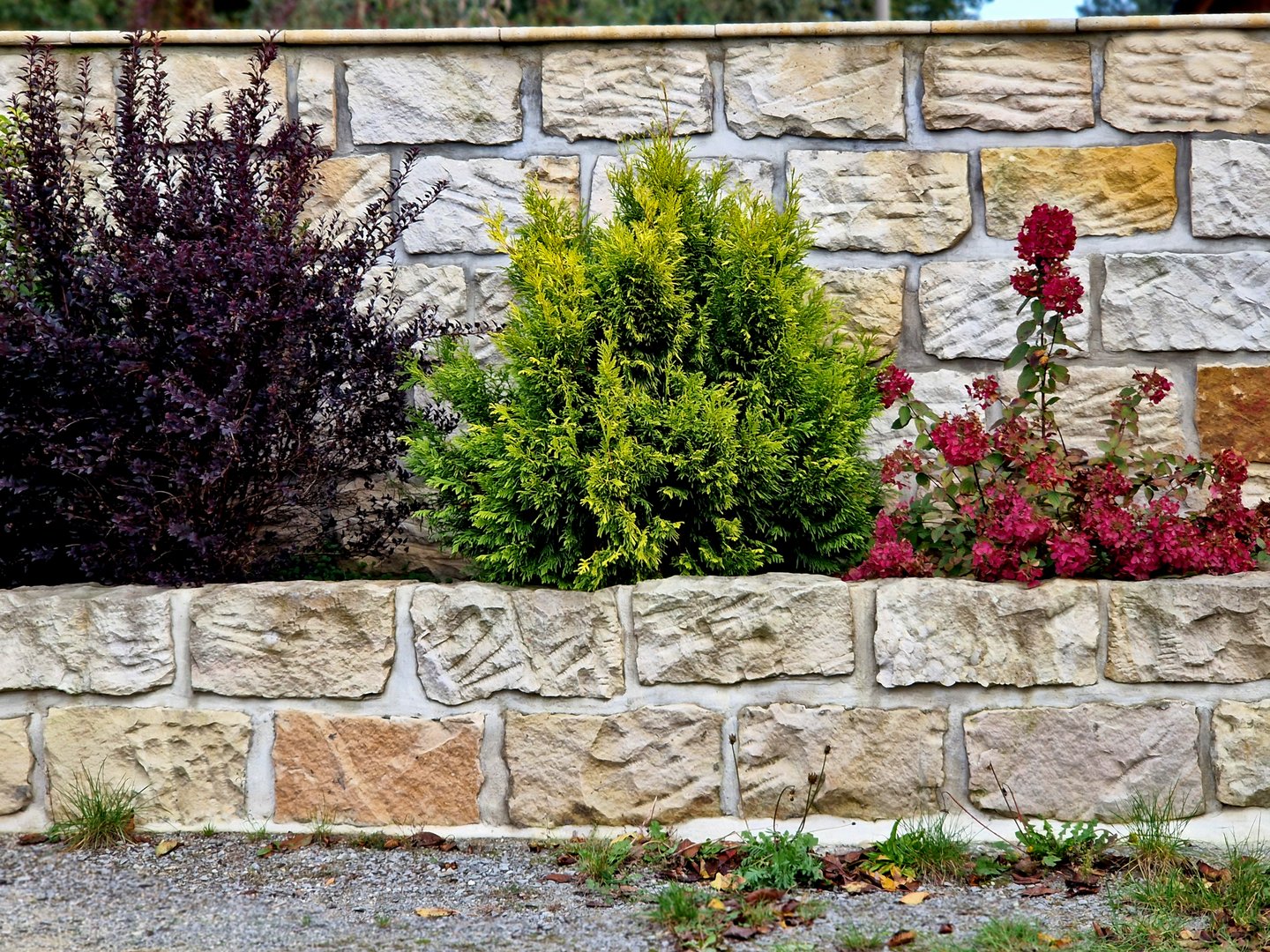 a wall of sandstone blocks. the raised wall is a flower bed with colorful red bushes and ornamental leaves, atropurpurea, hydrangea macrophylla, berberis thunbergii, euonymus fortunei, thuja occidentalis