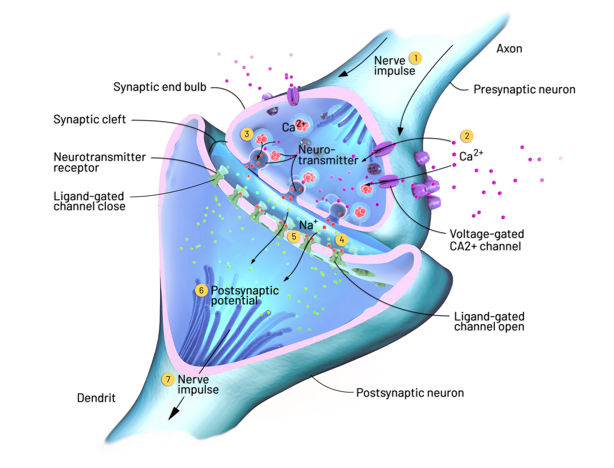 Cross section of a synapse or neuronal connection with a nerve cell - 3d illustration