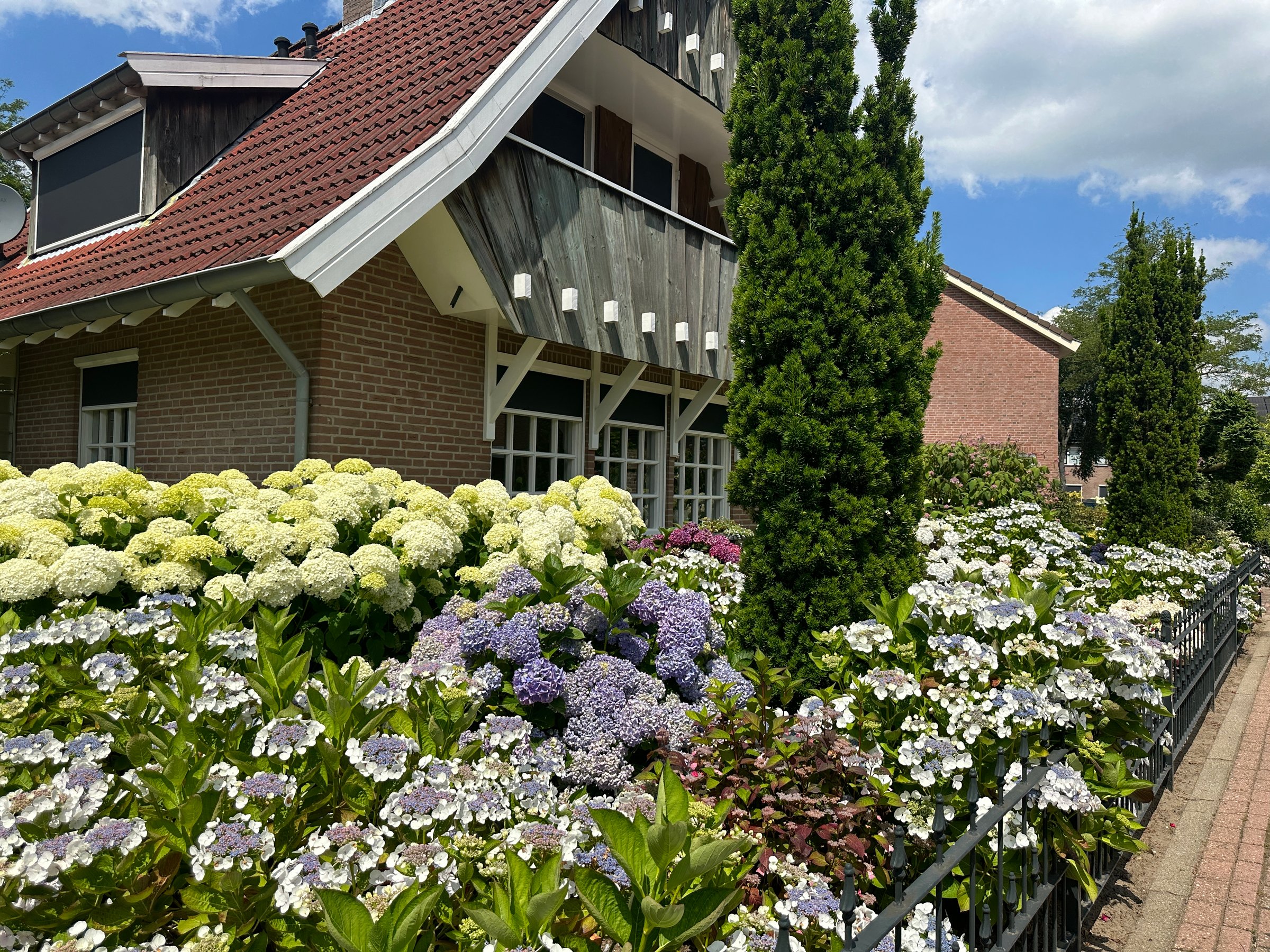 Colorful hydrangea garden