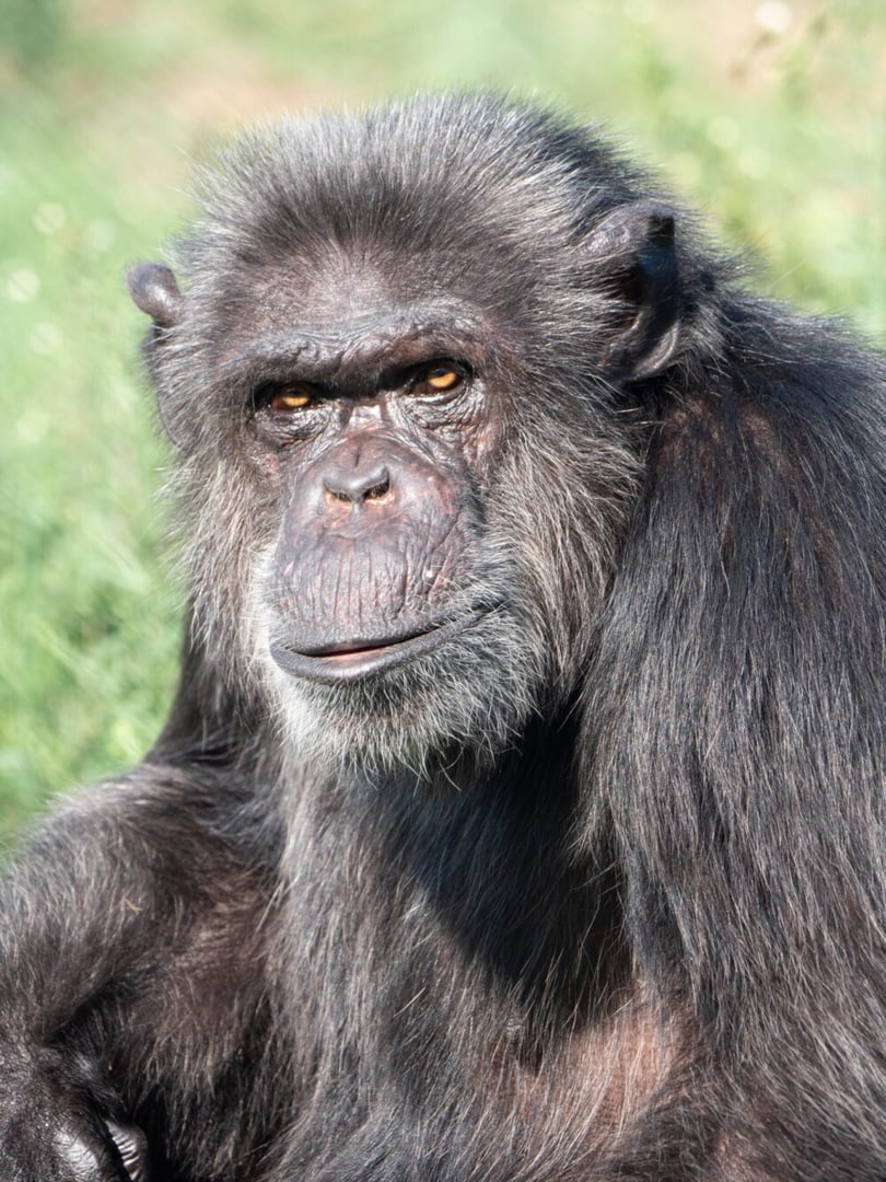 Lola, primate rescatado en Fundació Mona