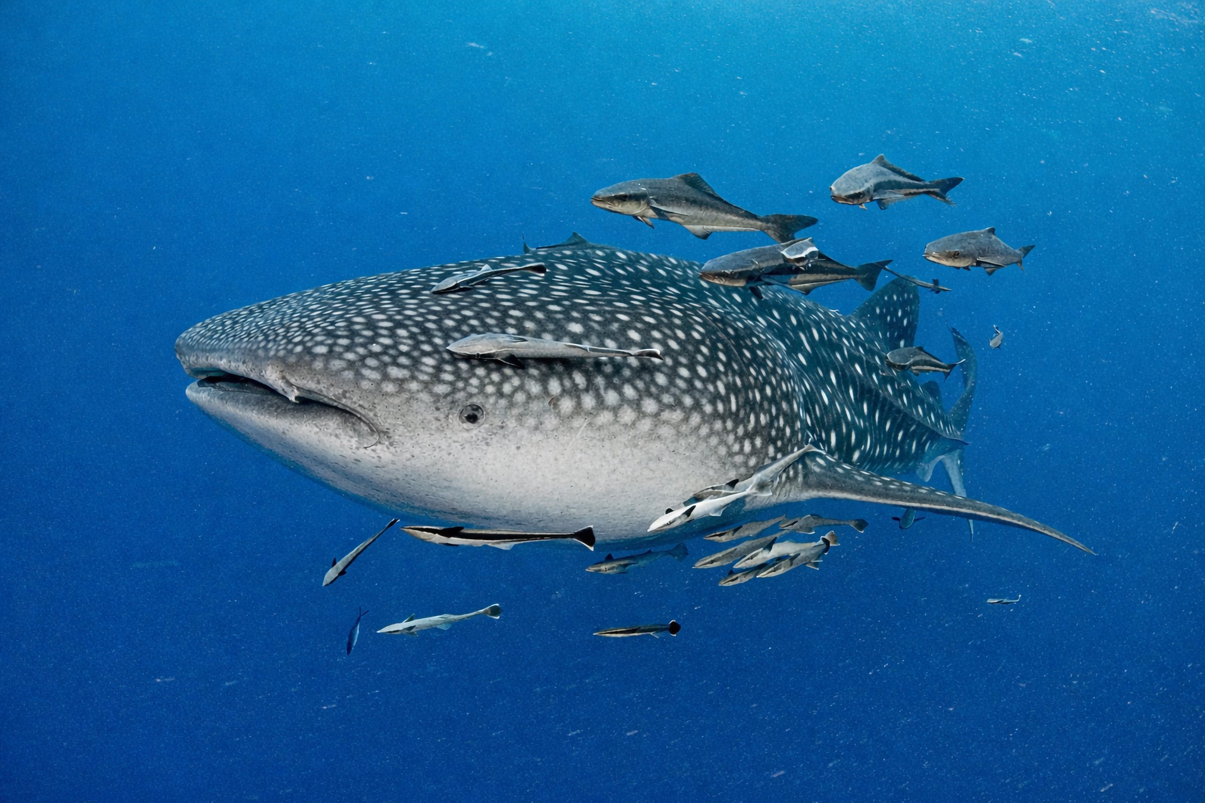 A whale shark swims through clear blue open water accompanied by remoras and small pelagic fish, captured from the side using a wide-angle underwater perspective that emphasizes the animal's large scale, spotted pattern, and surrounding water column with no human presence.