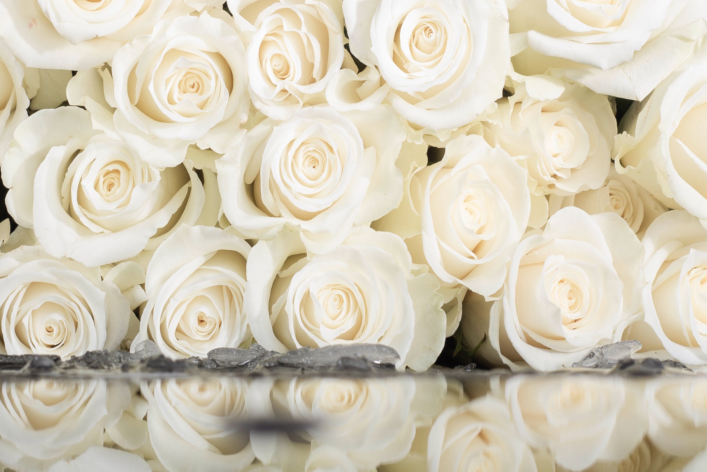 A gorgeous bouquet of roses in a color palette CLOUD DANCER 11- 42011, color of the year 2026. floral pattern