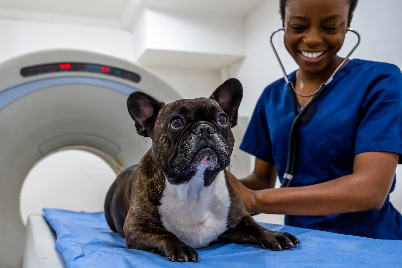 MRI for dog. Dark-skinned veterinarian examining a dog before having MRI procedure