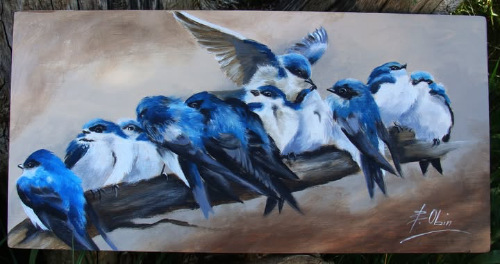 Jaskółka 1 - nadobniczka drzewna