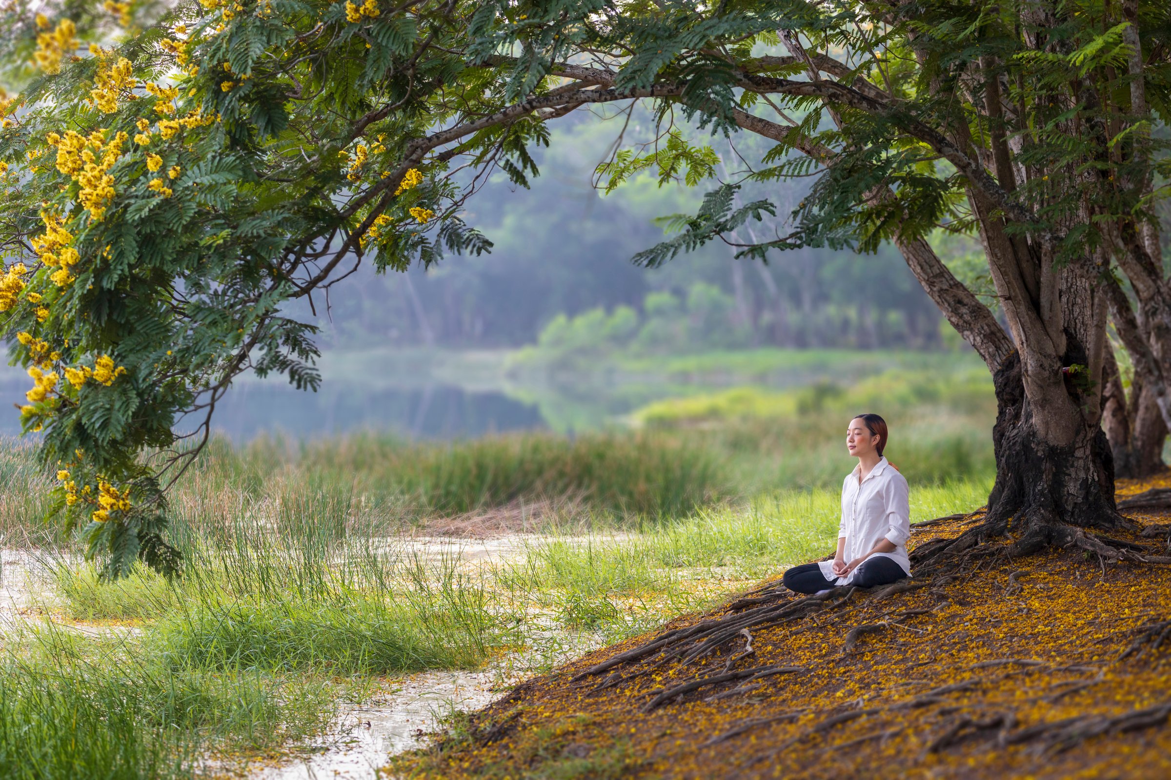 Woman relaxingly practicing meditation in the public park to attain happiness from inner peace wisdom under yellow flower blossom tree in the summer