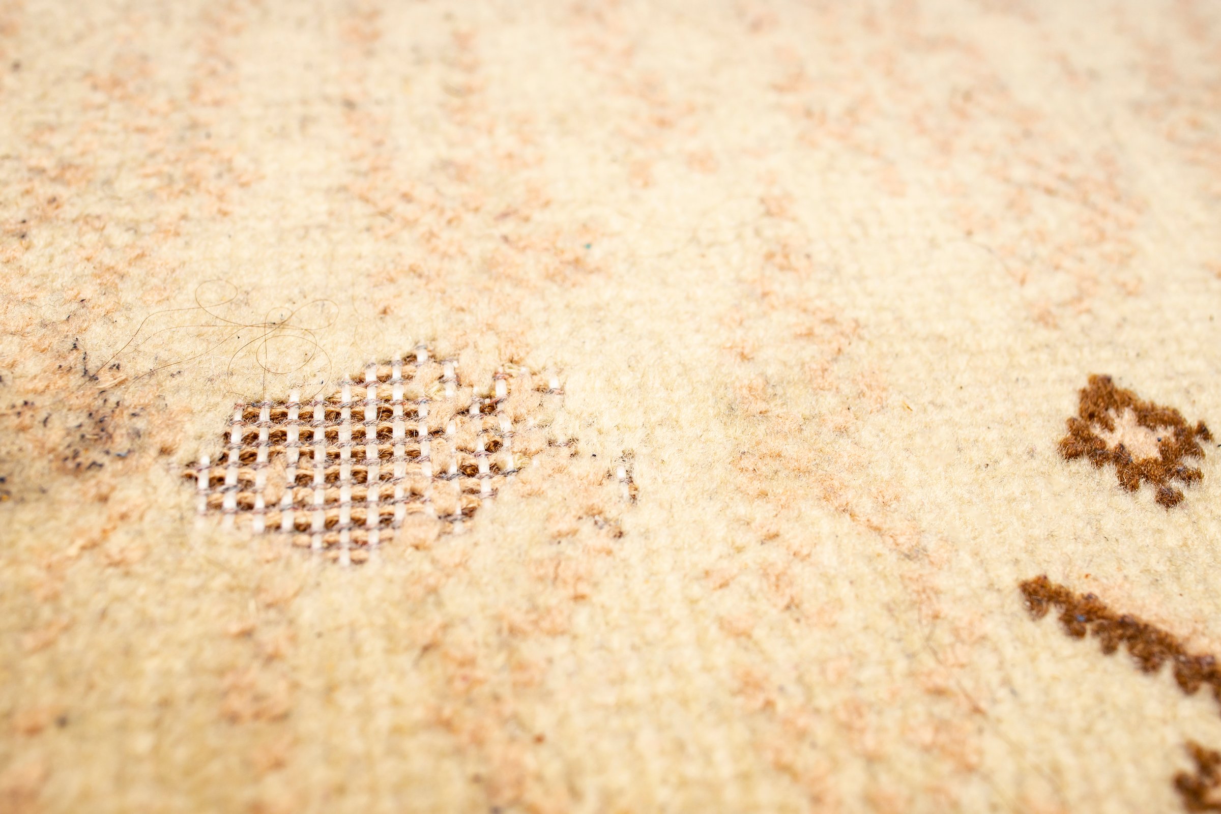 Moth infestation on a wool rug, soft focus