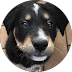 Close-up of a black and tan puppy with white markings, looking directly at the camera with a curious expression.