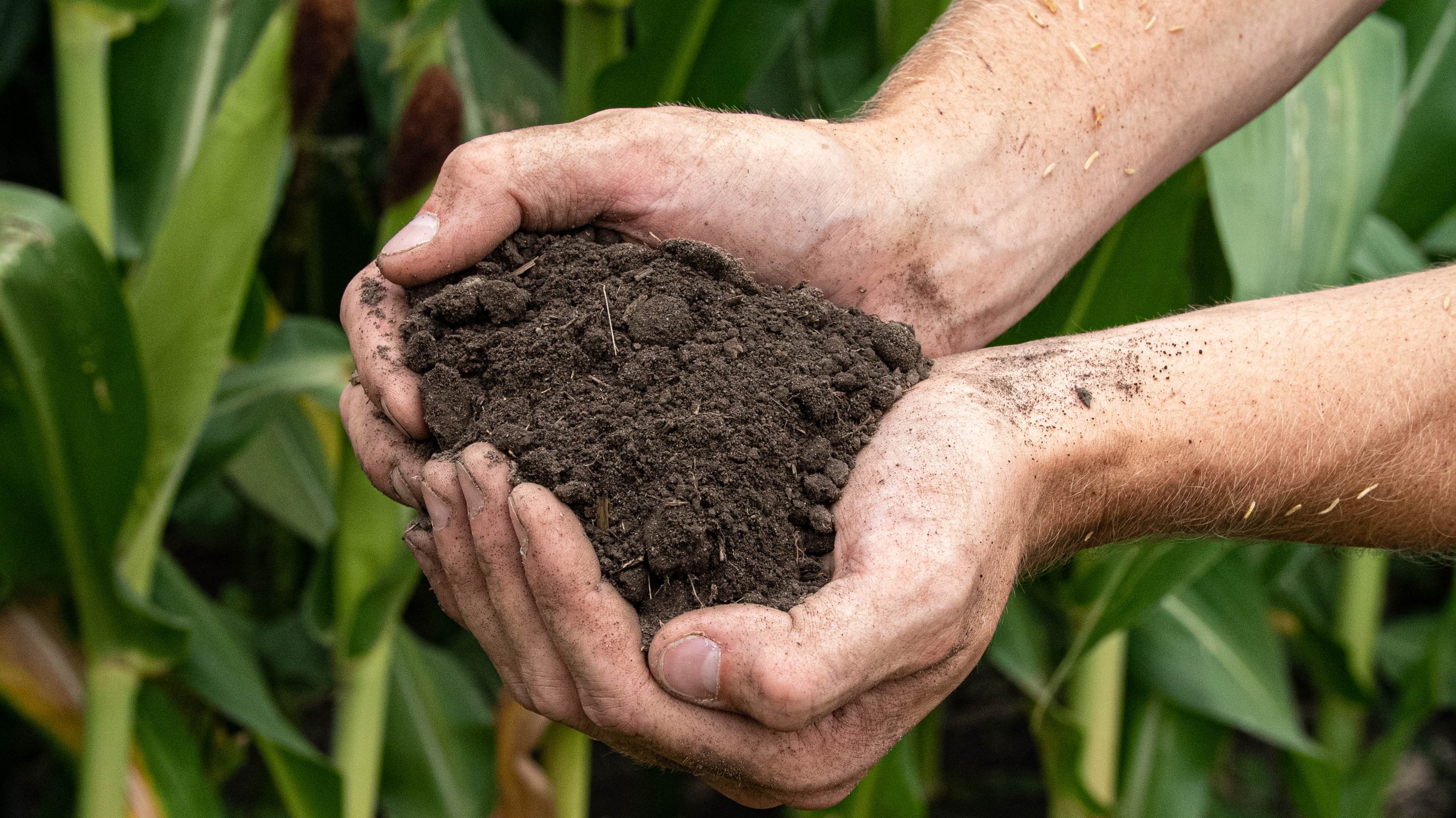 Handful of healthy soil from regenerative agriculture field
