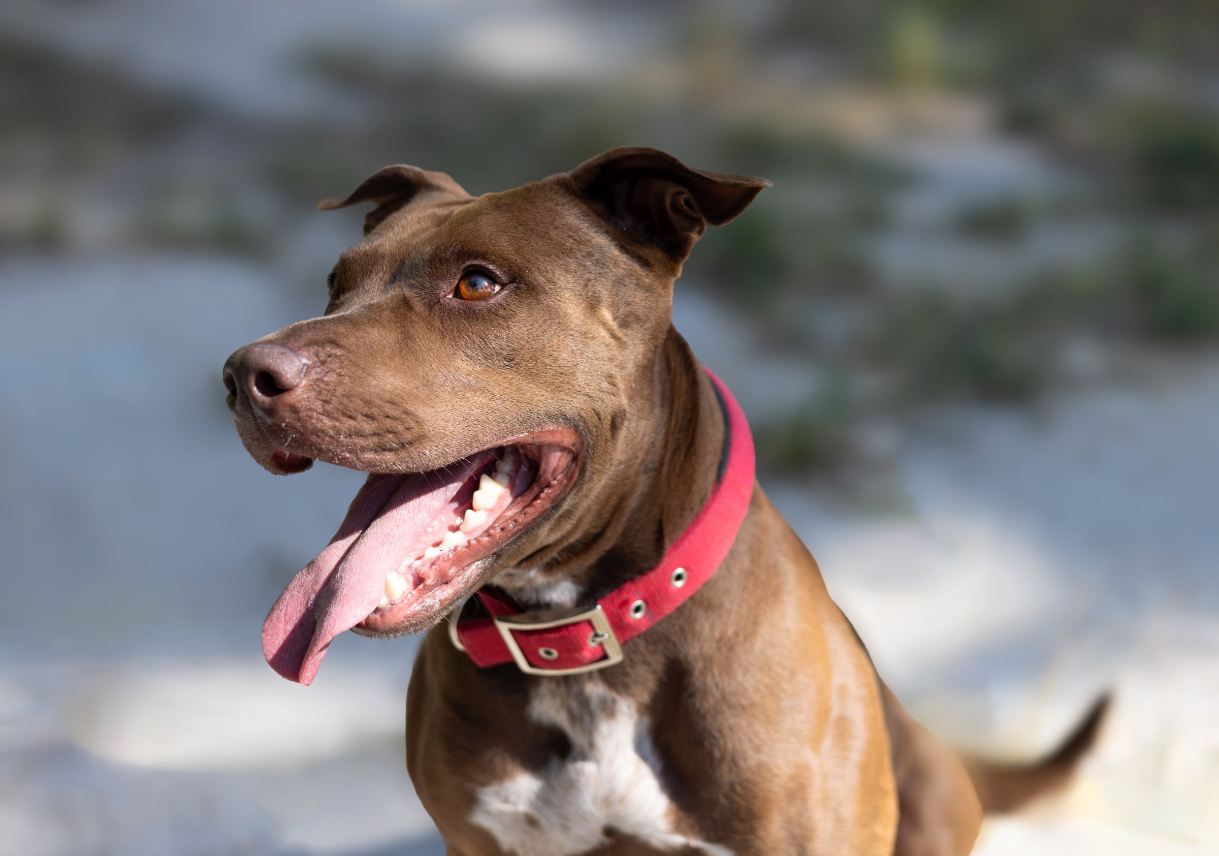 american pitbull terrier dog playing outside