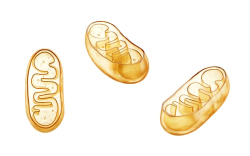 Transparent golden mitochondria, 3d rendering. 3D illustration.