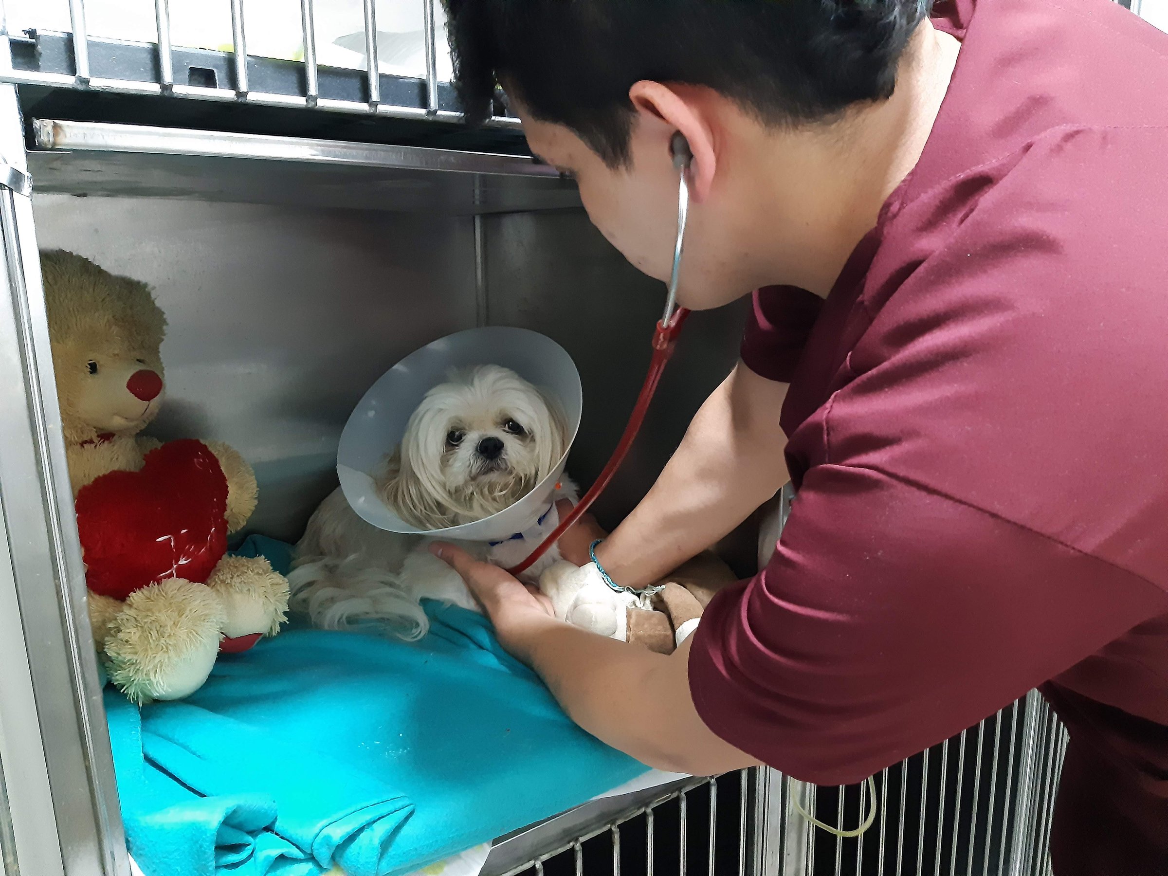 Veterinarian in maroon scrubs examining a small dog with a cone collar in a kennel, next to a teddy bear.