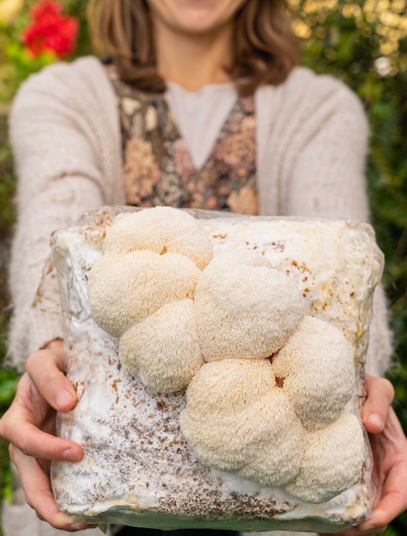 Lion's mane mushroom growing from substrate block