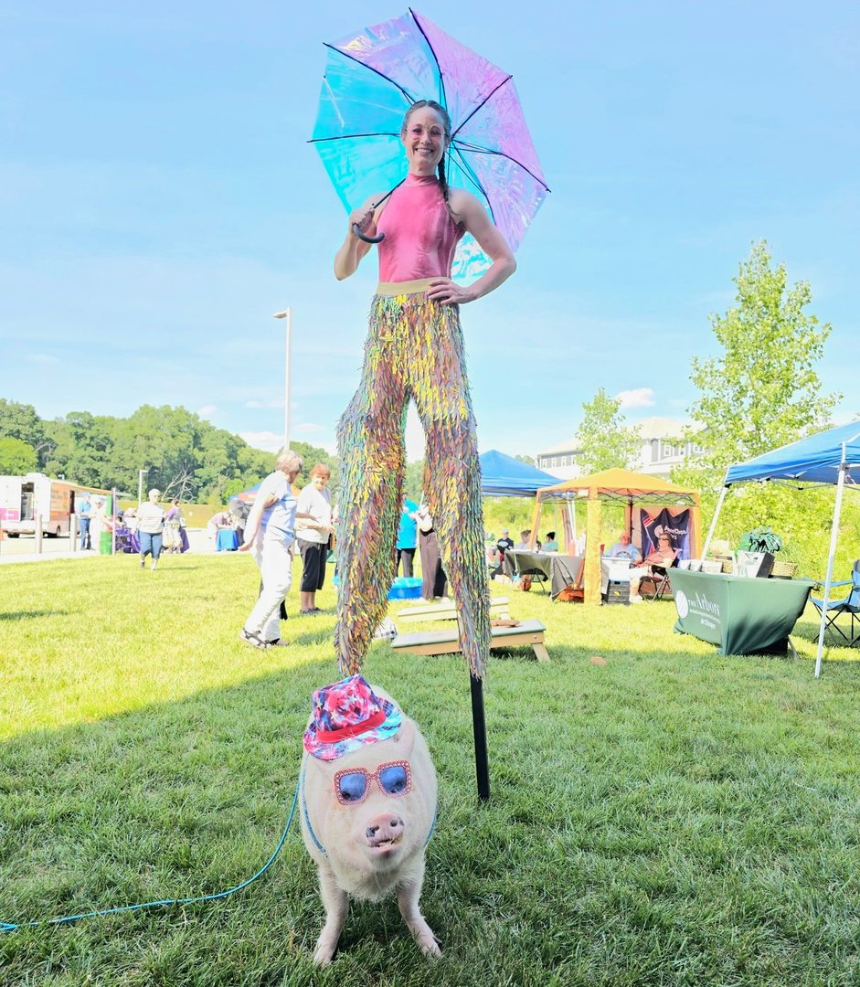 Curious pig at fence