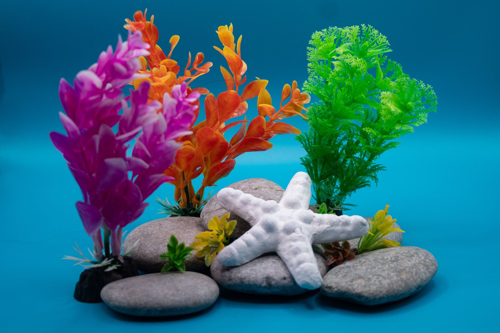 Starfish with rocks and pseudo corl reef