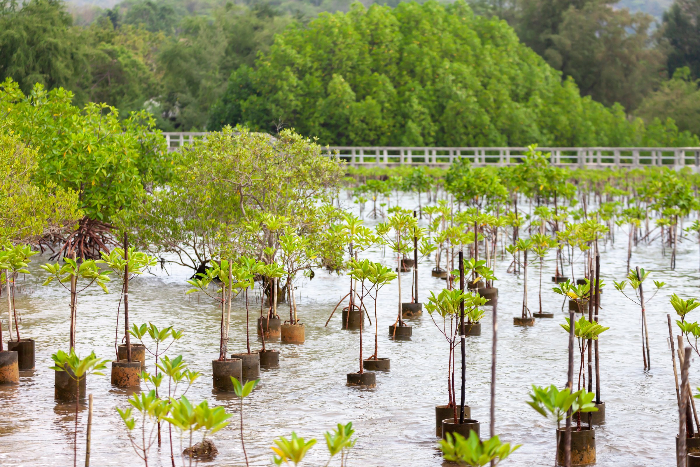 Replanting mangroves forest for sustainable and restoring ocean habitat in coastal area of Thailand