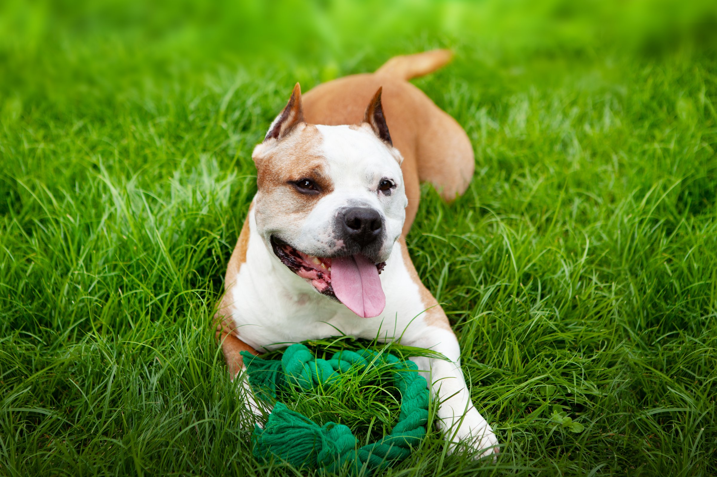 Dog American pit bull, a young male of white and brown color, lies on the lawn, resting after the game, in front of him is his favorite toy rope. Games with your beloved dog in the yard on the lawn.
