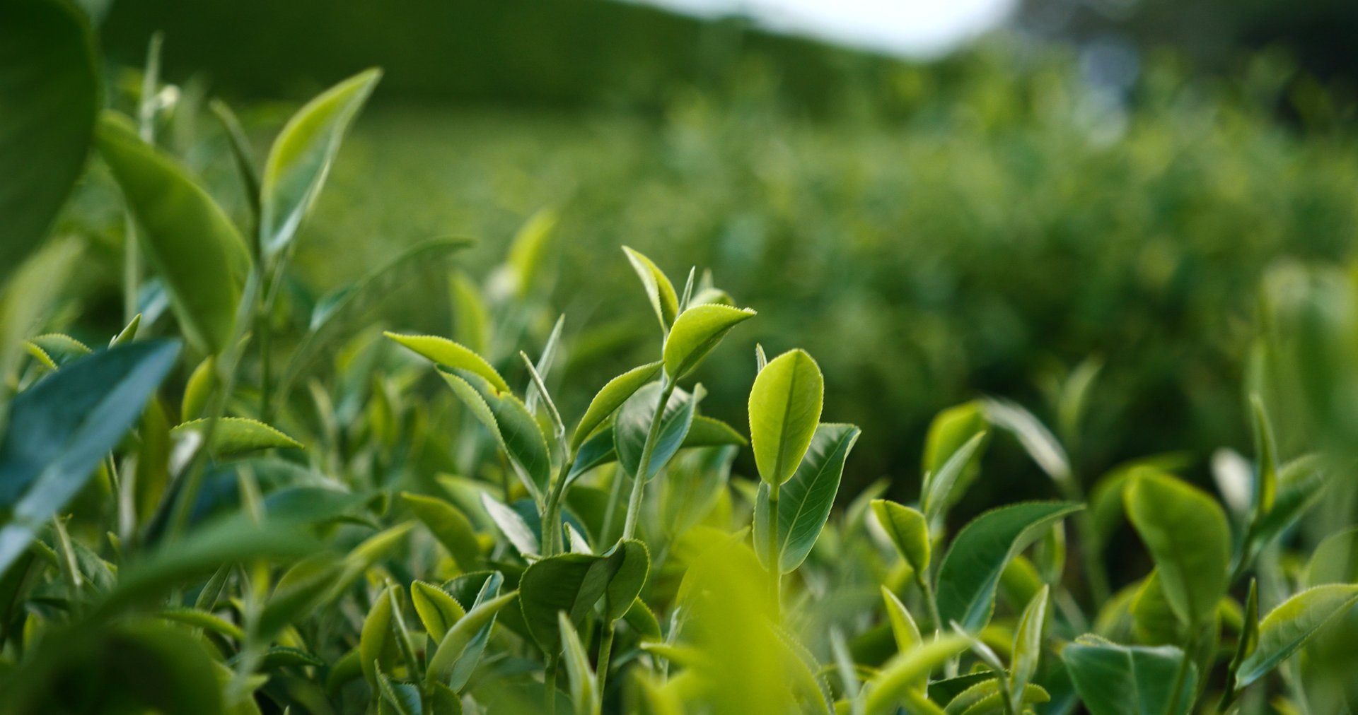 Green tea tree leaves field Fresh young tender bud herbal in farm on summer morning. Sunlight Green tea tree plant camellia sinensis in organic farm. Close up Tree tea plant green nature in morning