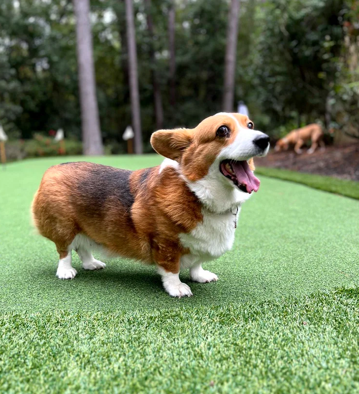 Dog playing on artificial pet turf