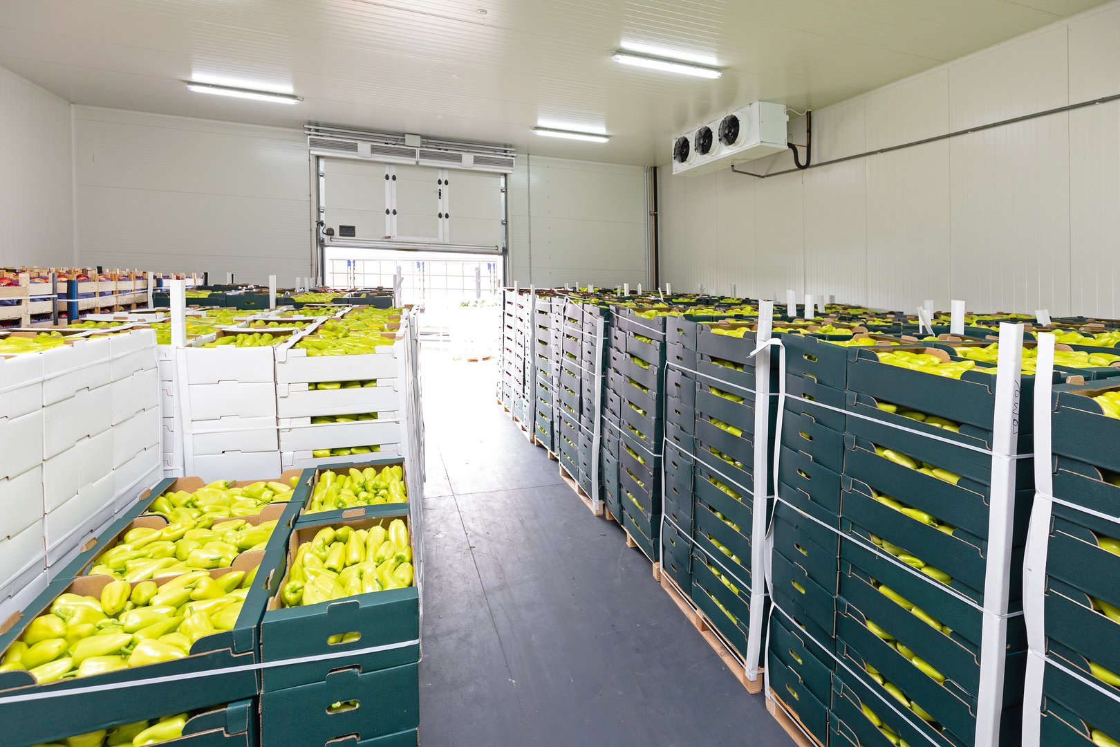 STESAN cold storage warehouse with pallets of watermelons, melons, corn, and grapes