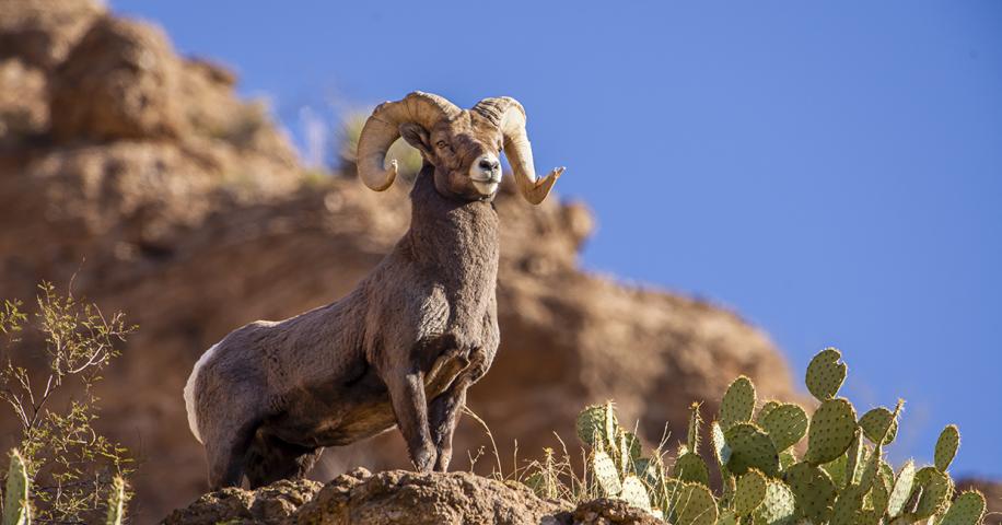 Big Horn Sheep Wildlife in Clifton Arizona