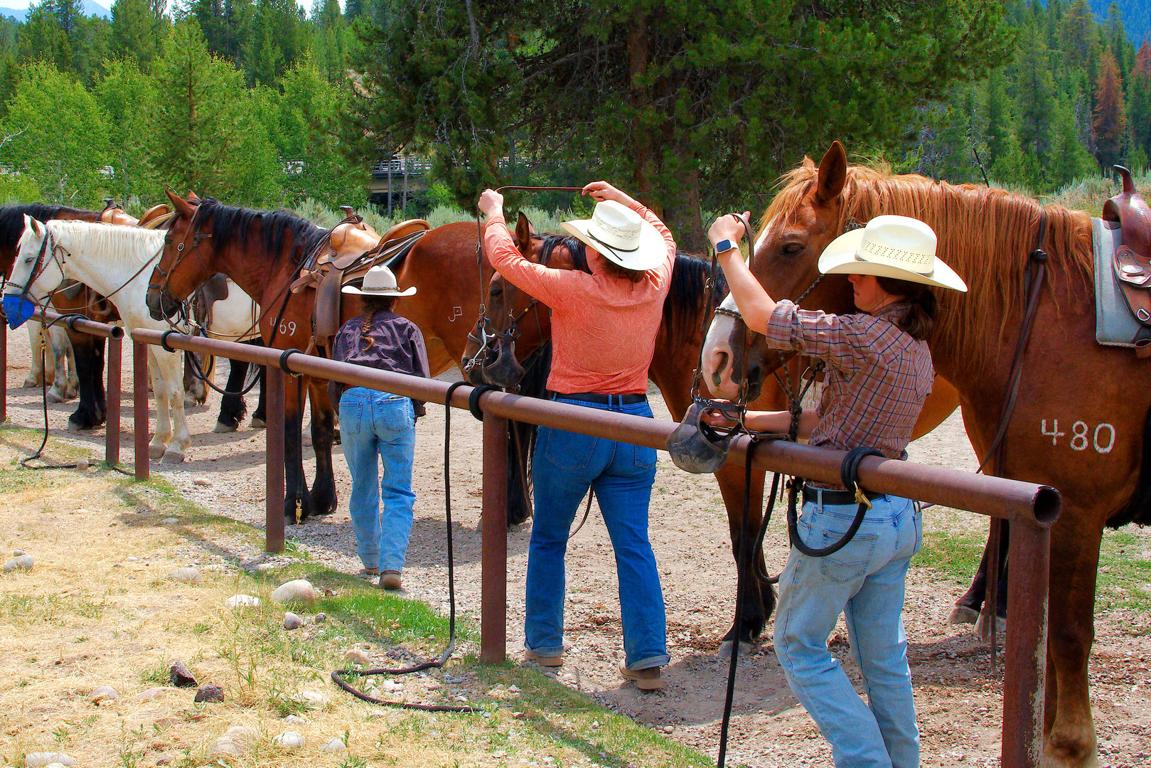 Trail horses ready for riding