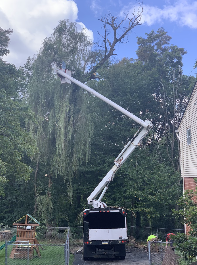Tree Trimming Project