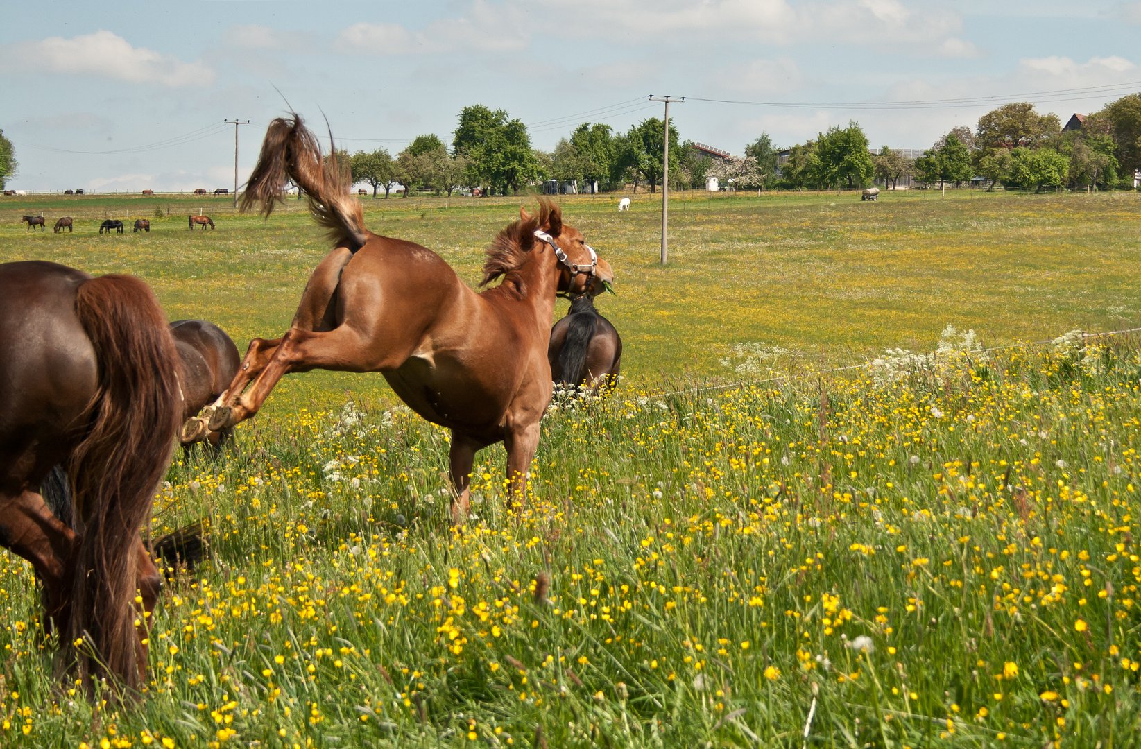 horse kick out and beat another horses in fight. aggressive behaviour