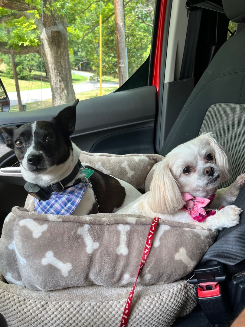 Two dogs in car bed for travel and boarding