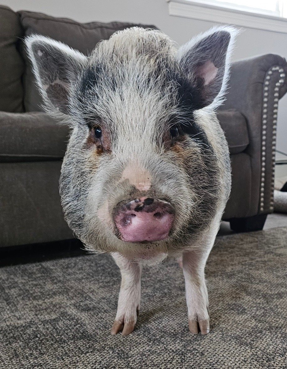 Sprinkle the Star Performer