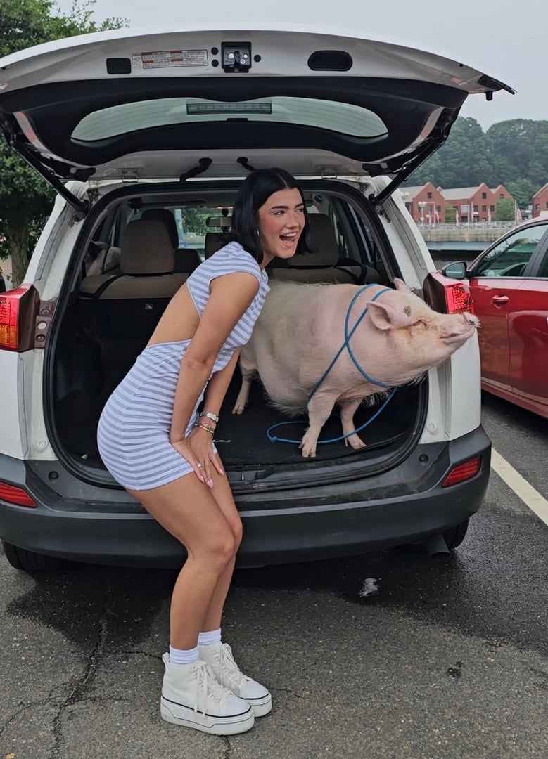 Media and corporate event with pigs